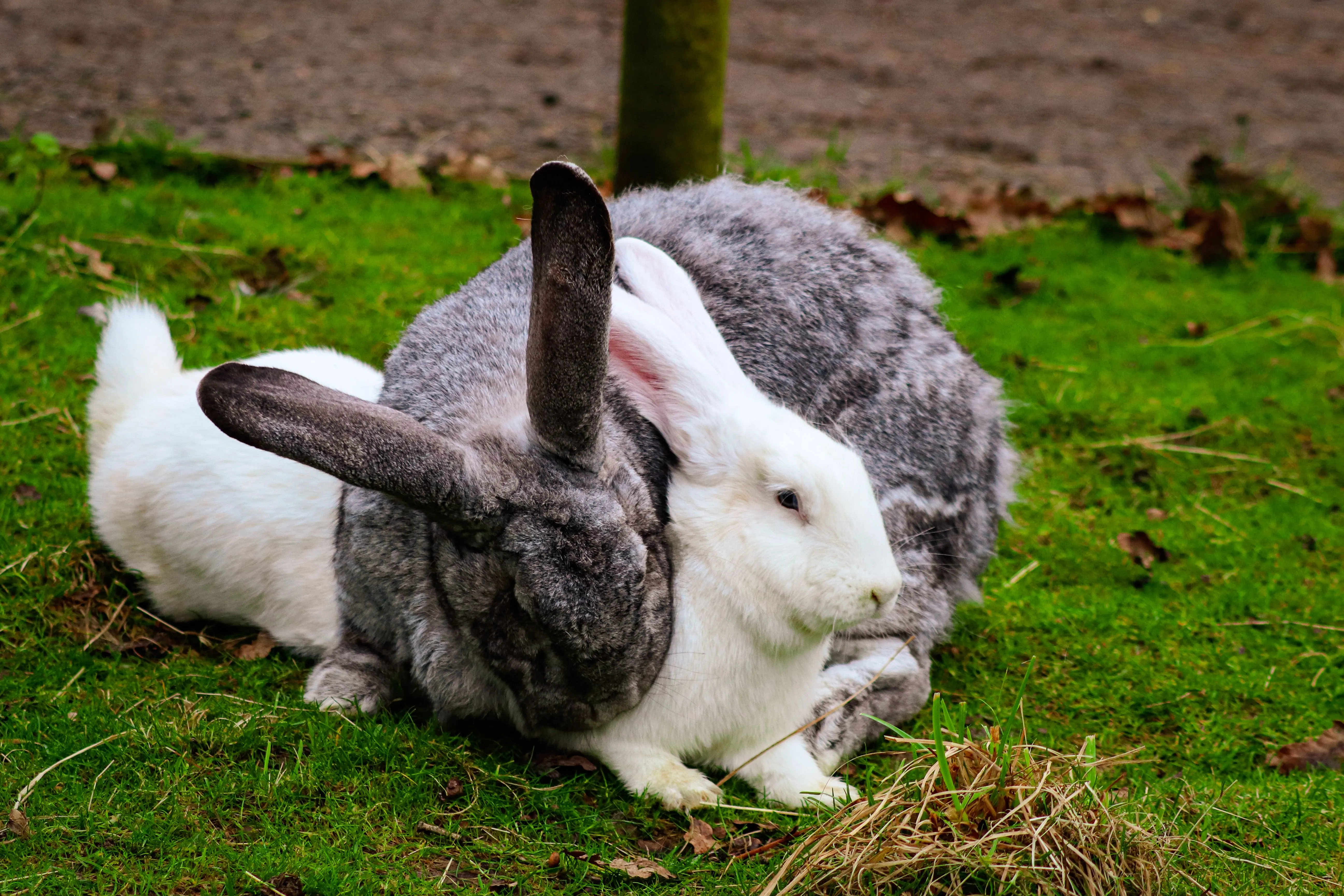 rabbits cuddling together