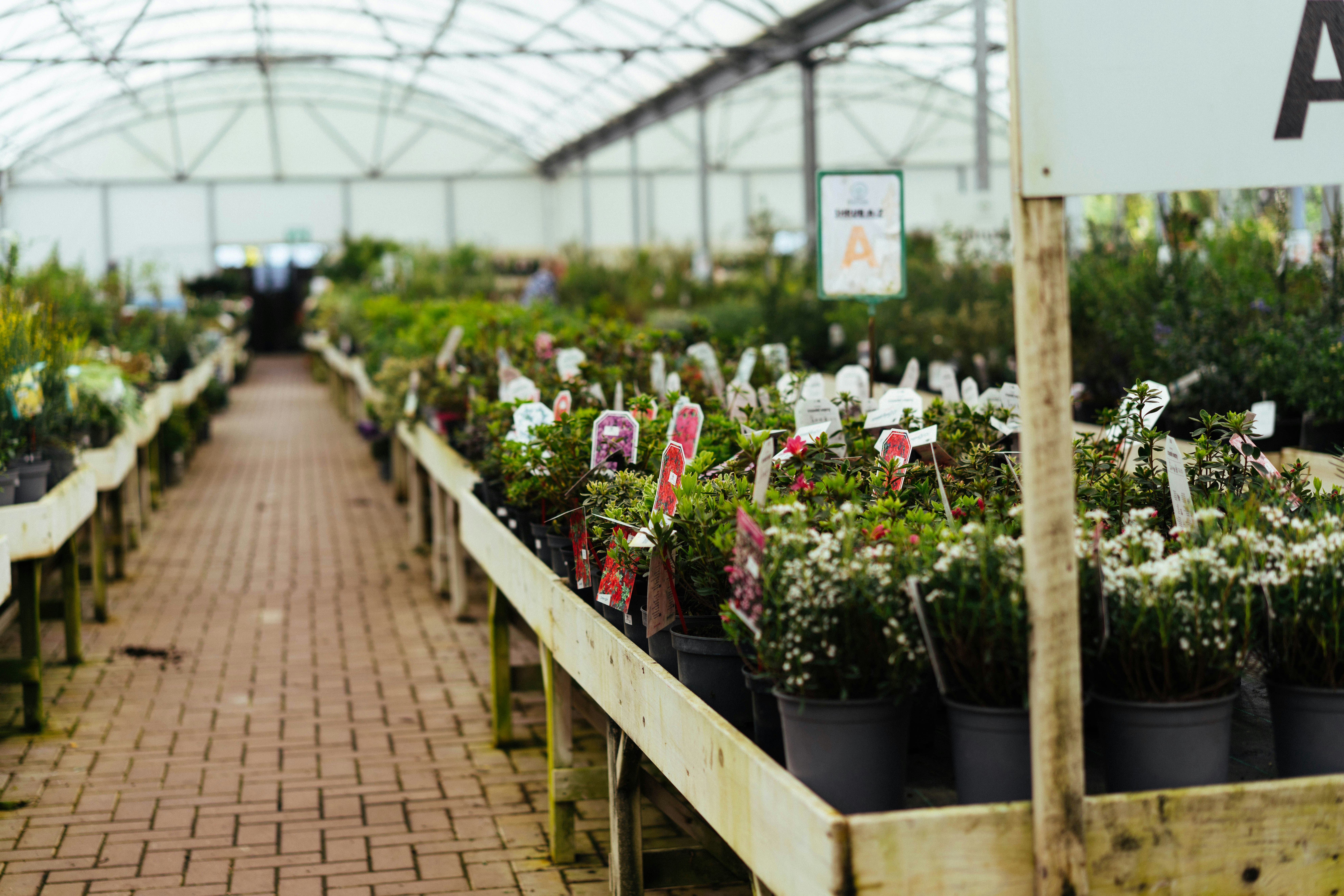Rows of potted plants inside a greenhouse
