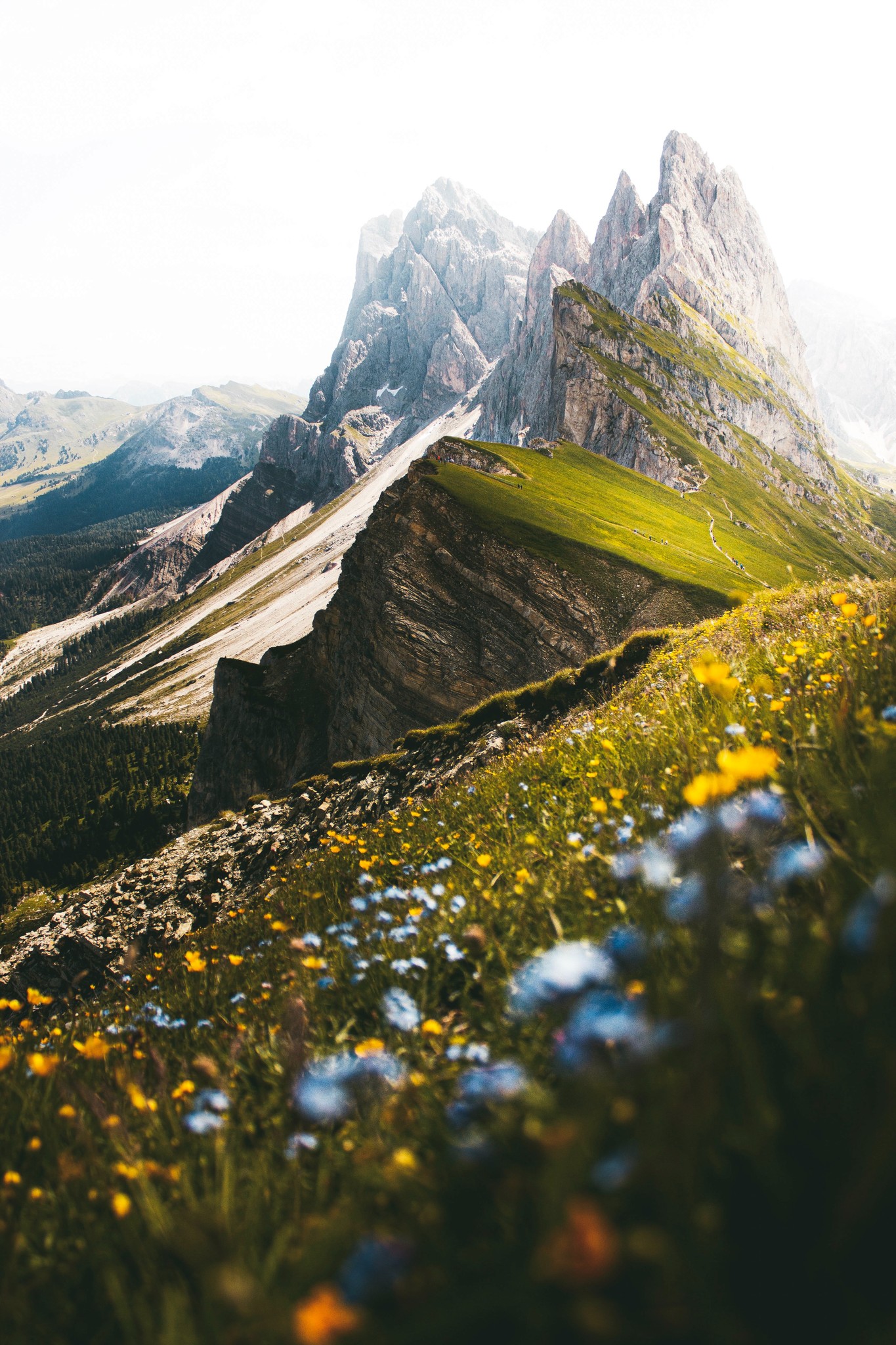 A field of colorful flowers on a slope with green and grey mountains in the background