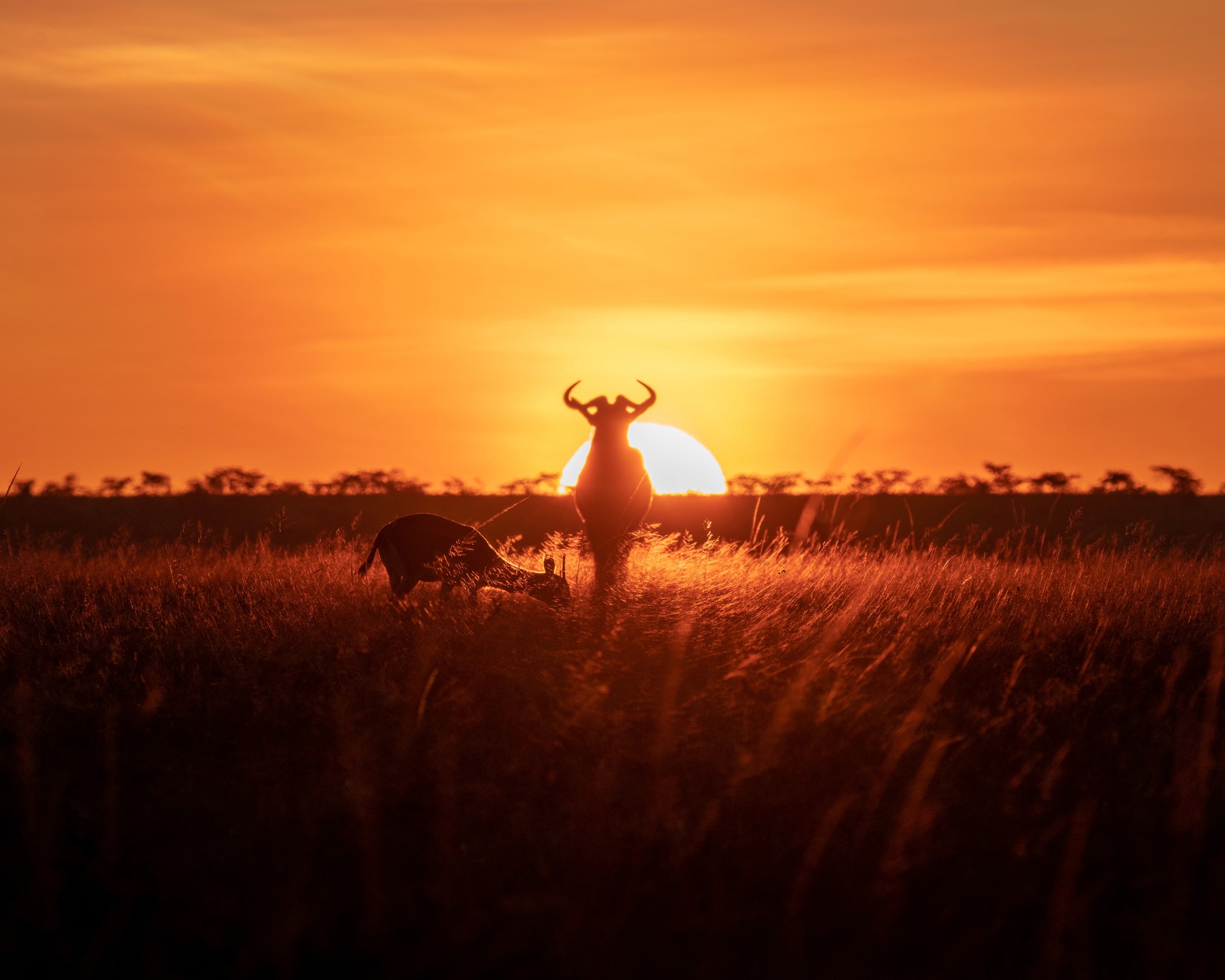 Golden field with two horned animals partially blocking the bright sunset in the distance