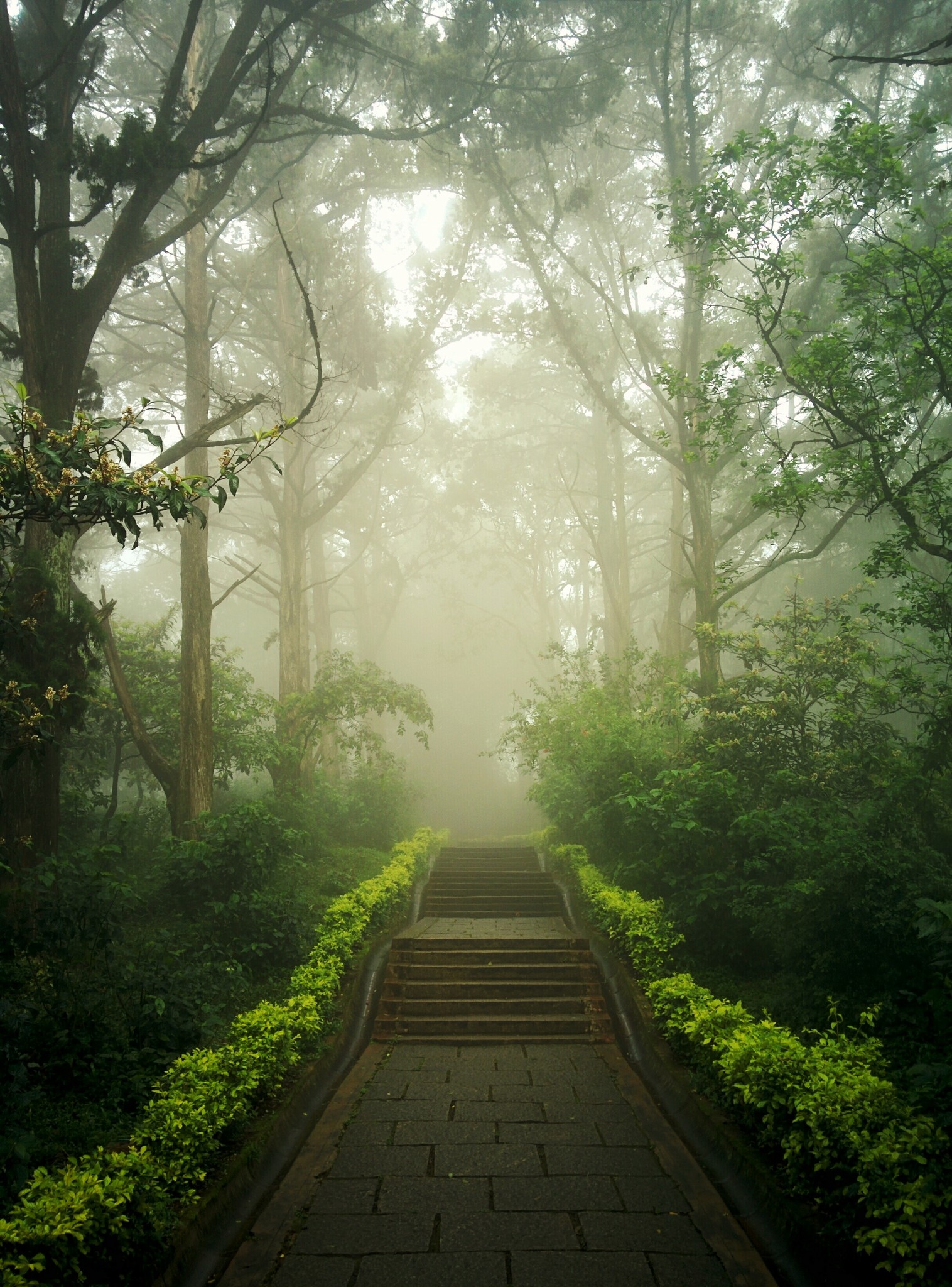 A stone brick stairvase leading through a foggy green forest