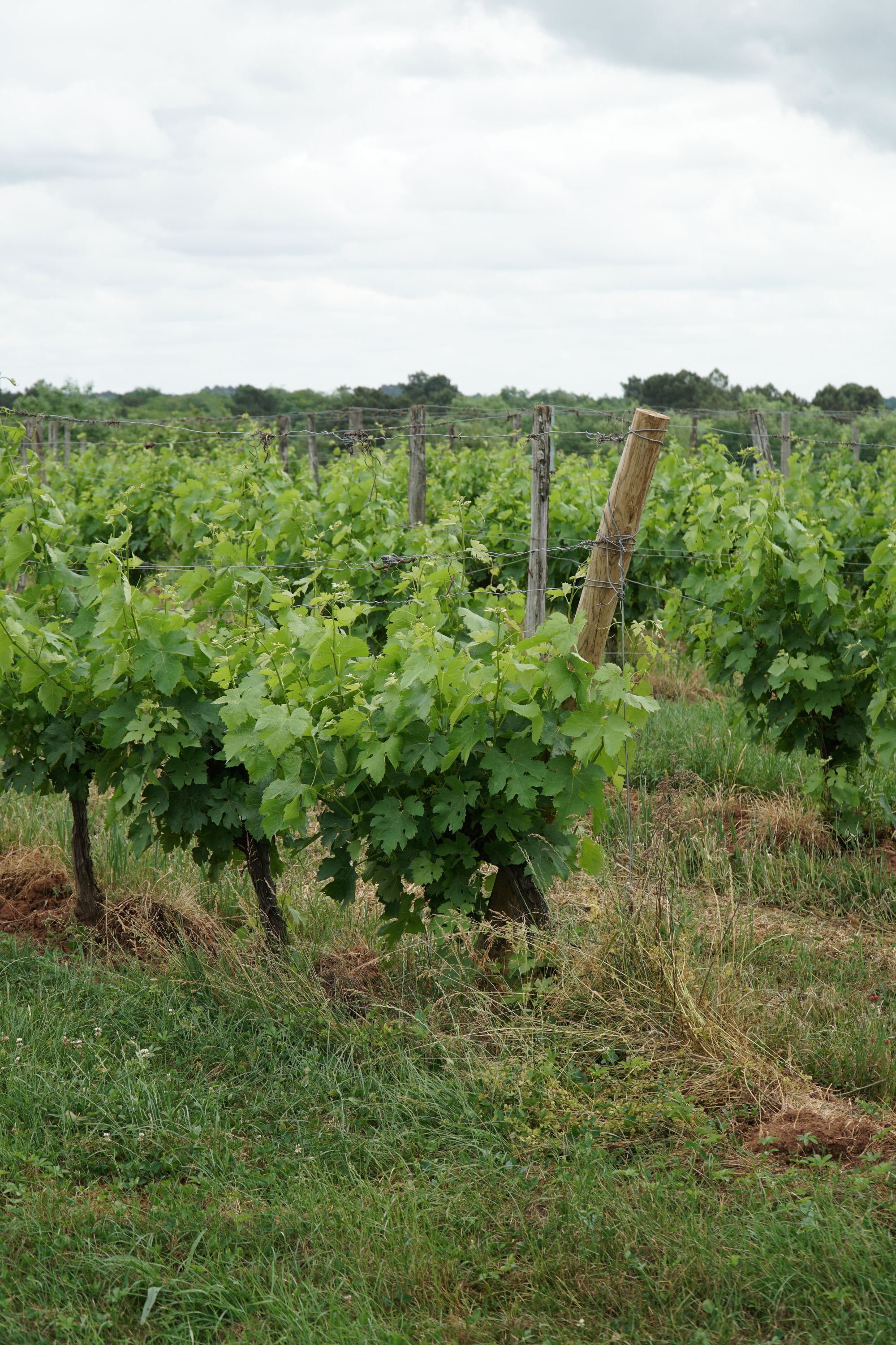 A vineyard