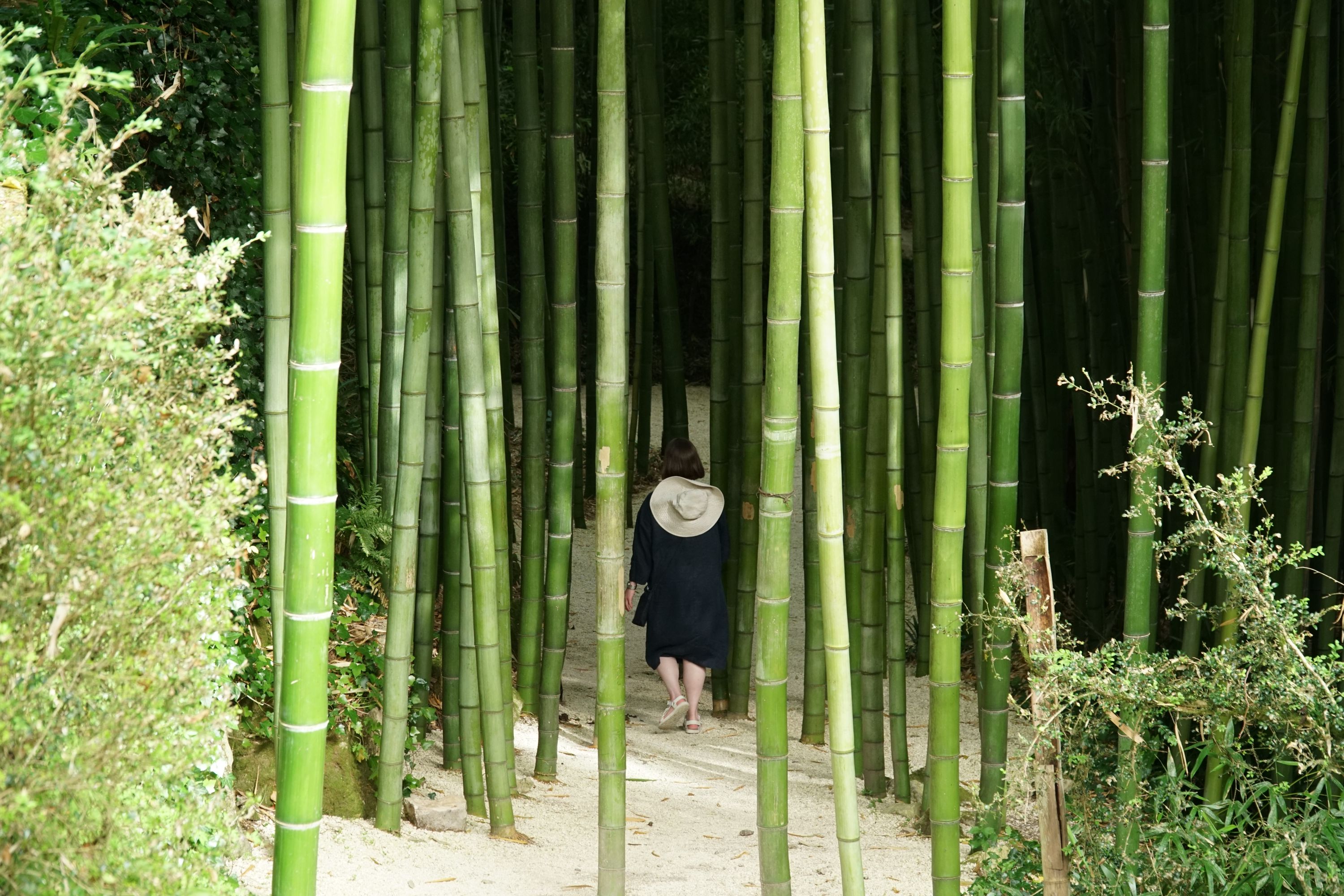 Bamboo gardens in the Dordogne