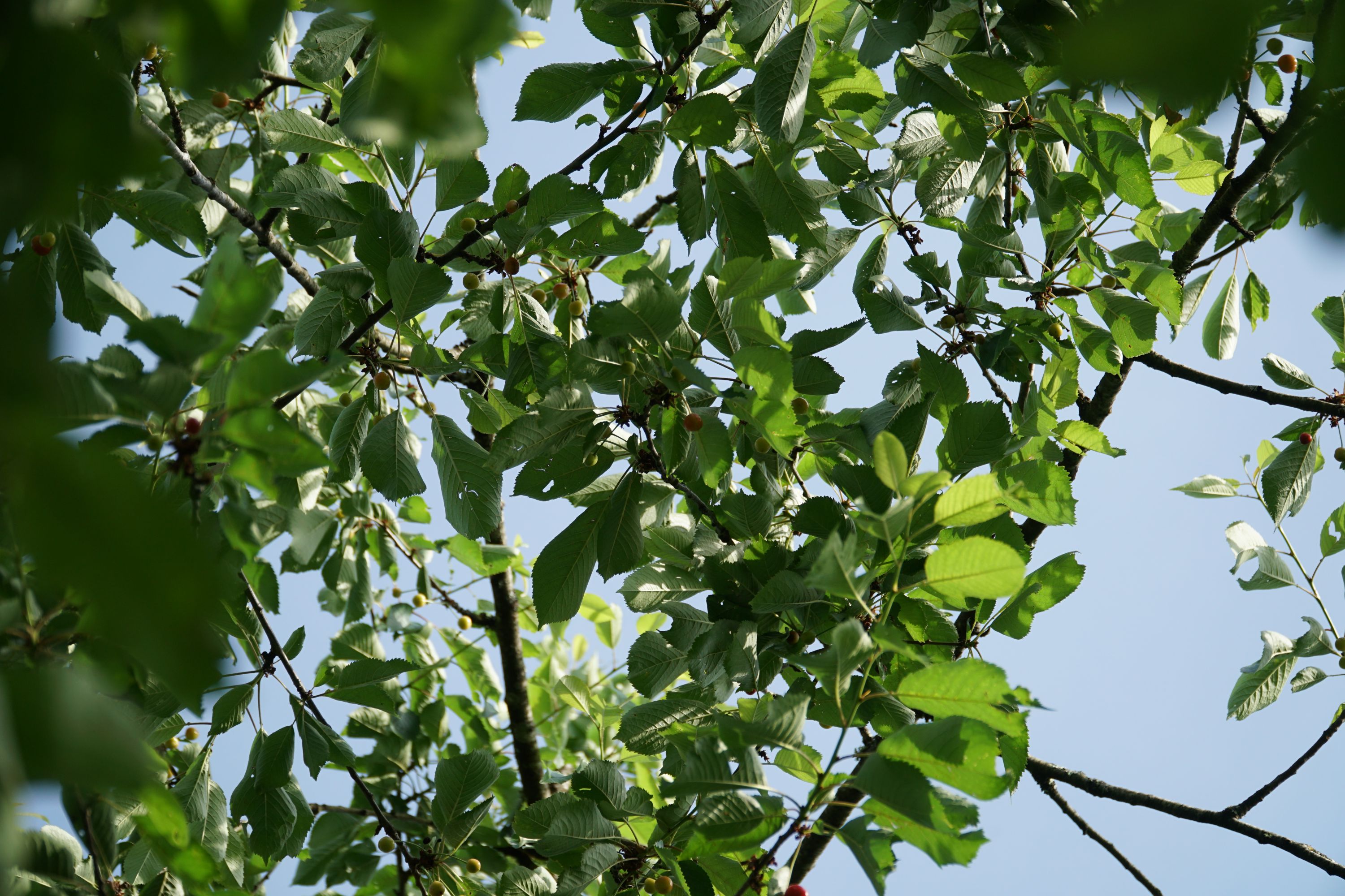 Fruit trees in the garden