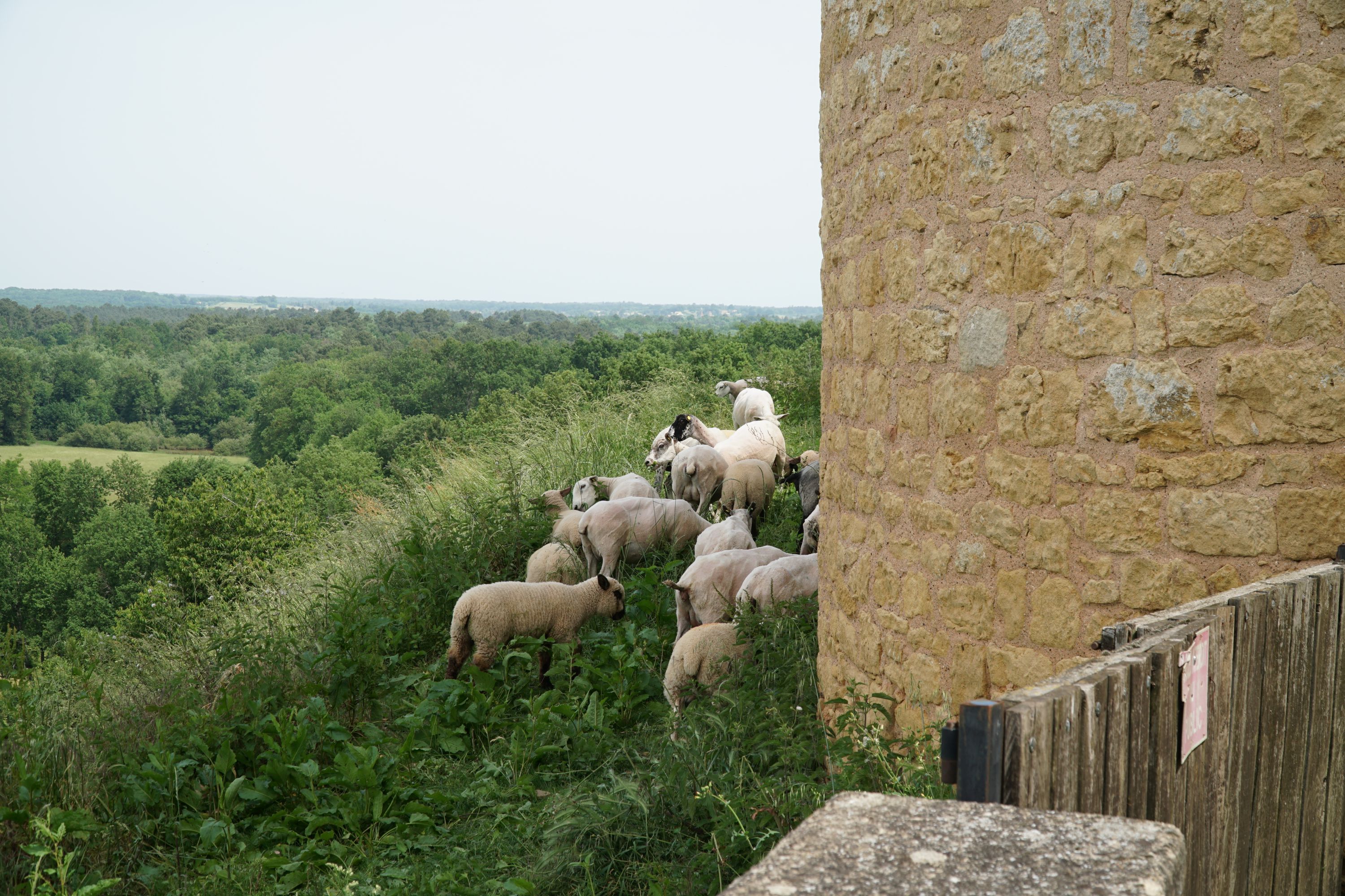 Sheep on a hillside