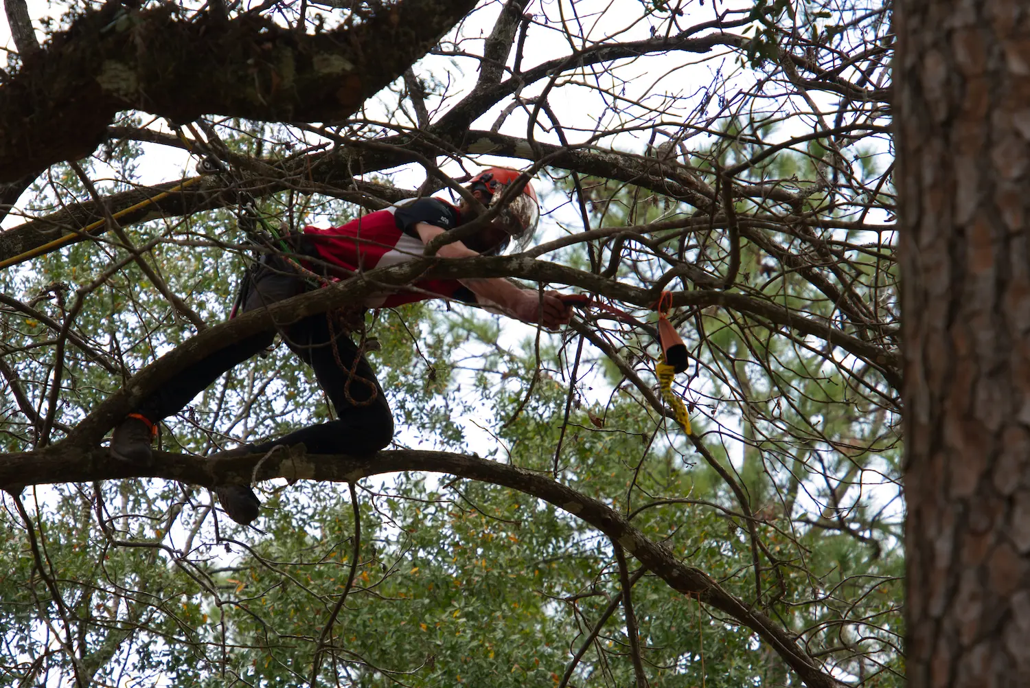 tree climber with hand saw in tree during tree climbing competetion event taken by professional photographer