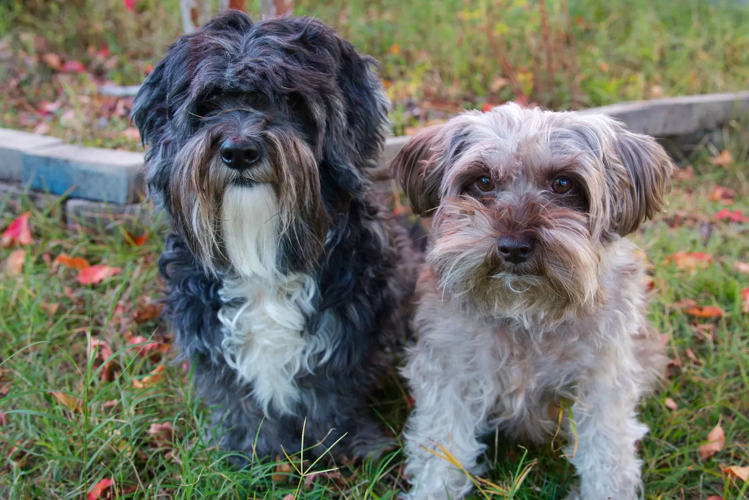 two pet dogs sitting side by side in the grass during fall taken by professional photographer