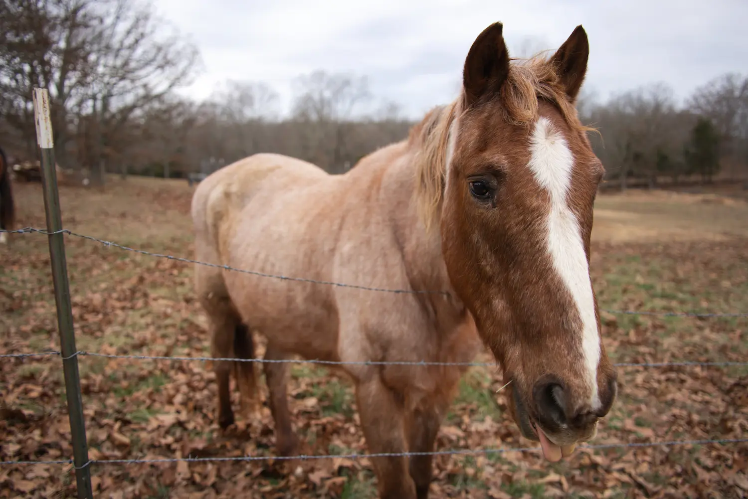 horse leaning over barbwire fence during fall taken during professional photography shoot