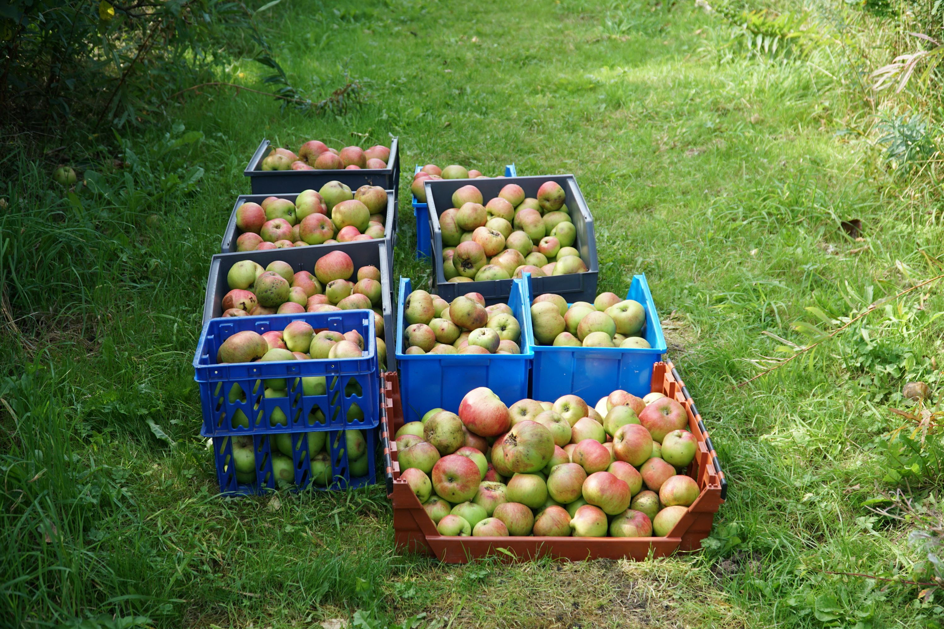 Crates of apples at Hawarden