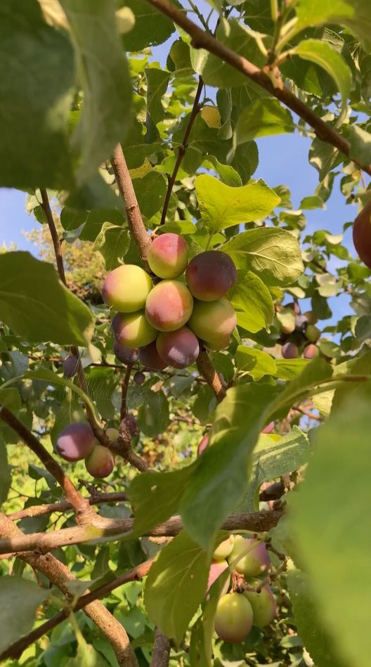 Fruit trees in Walthamstow