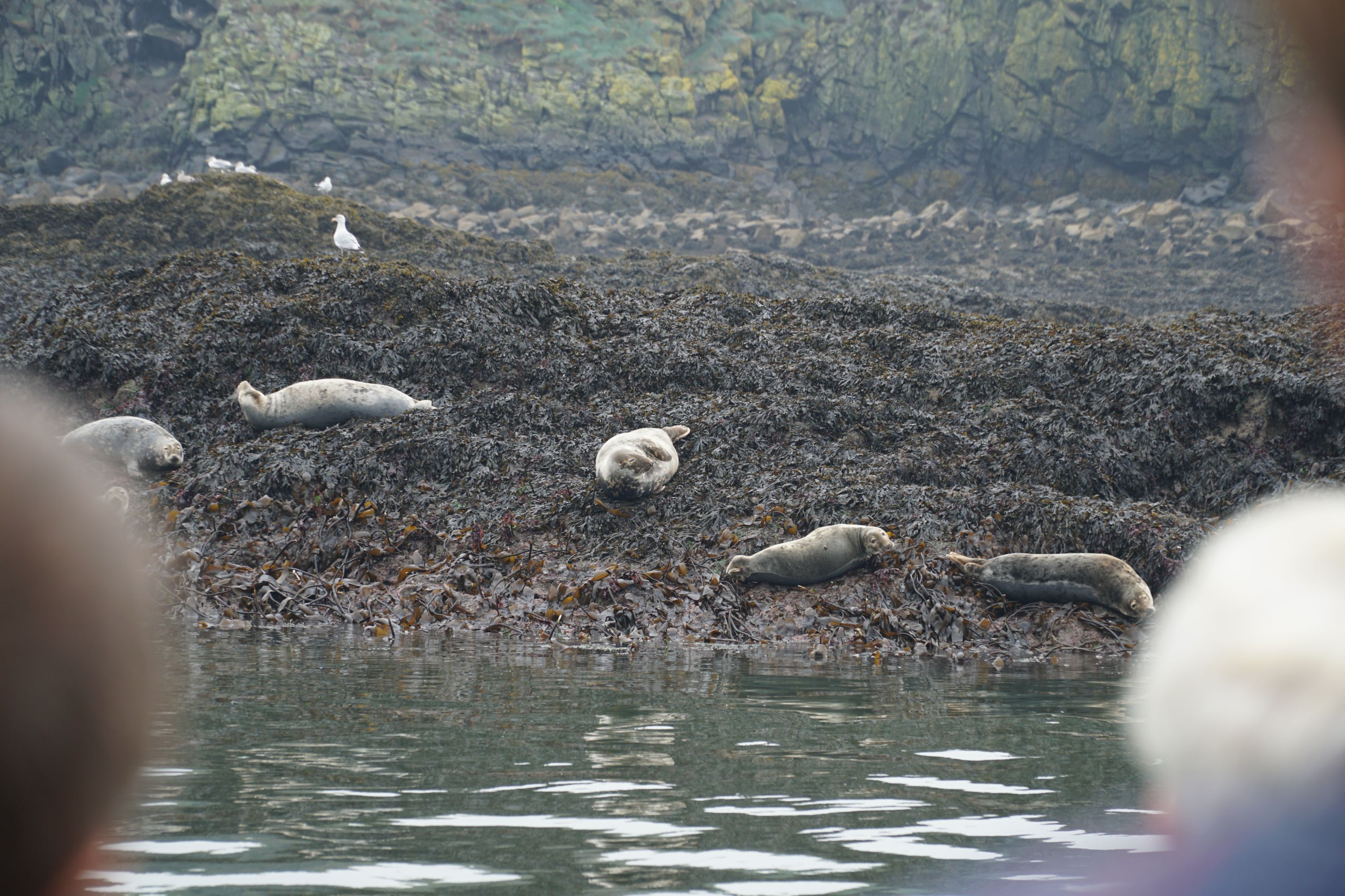 Seals seen on a boat tour