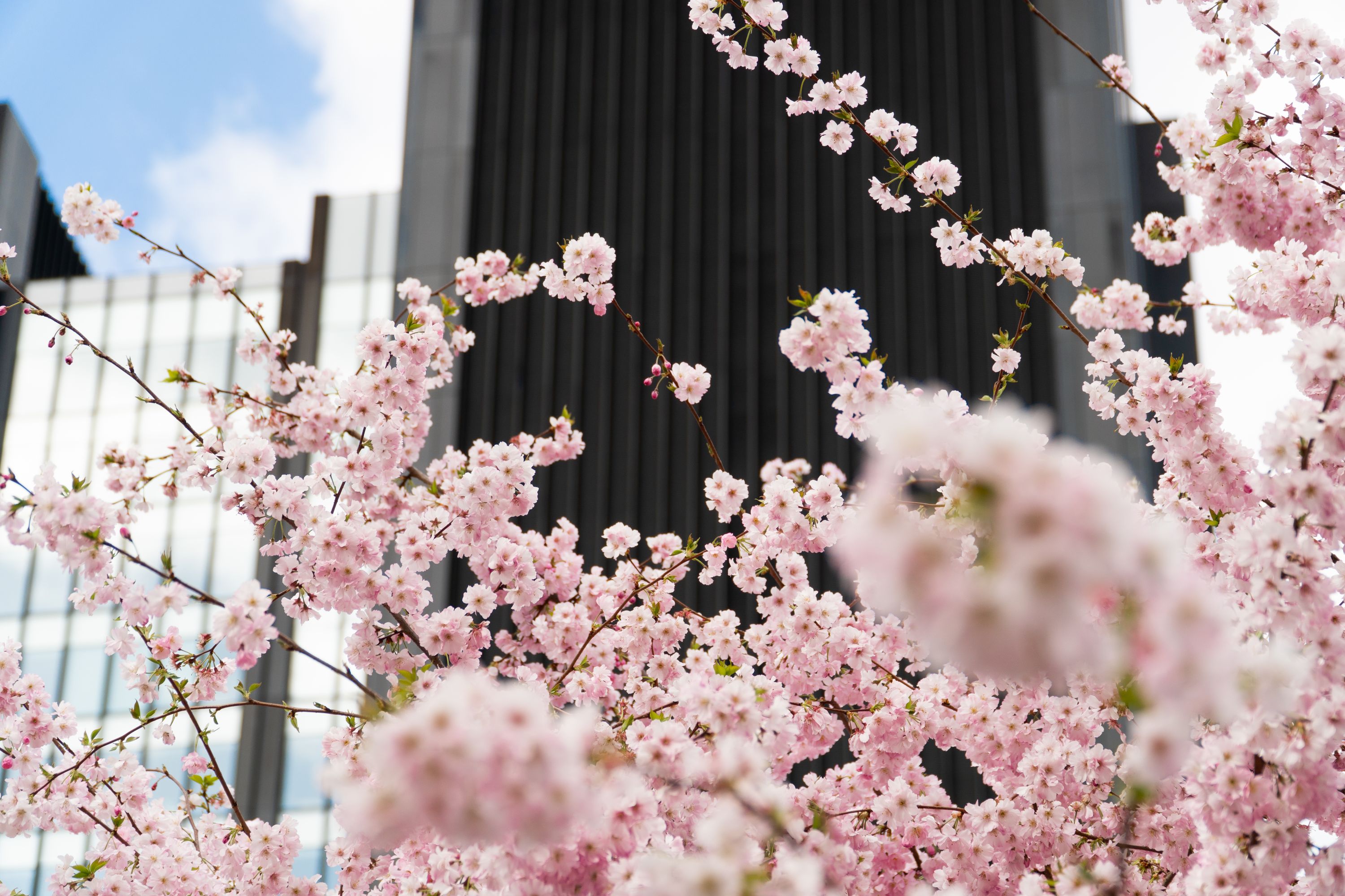 Blossom in Aldgate Sqaure