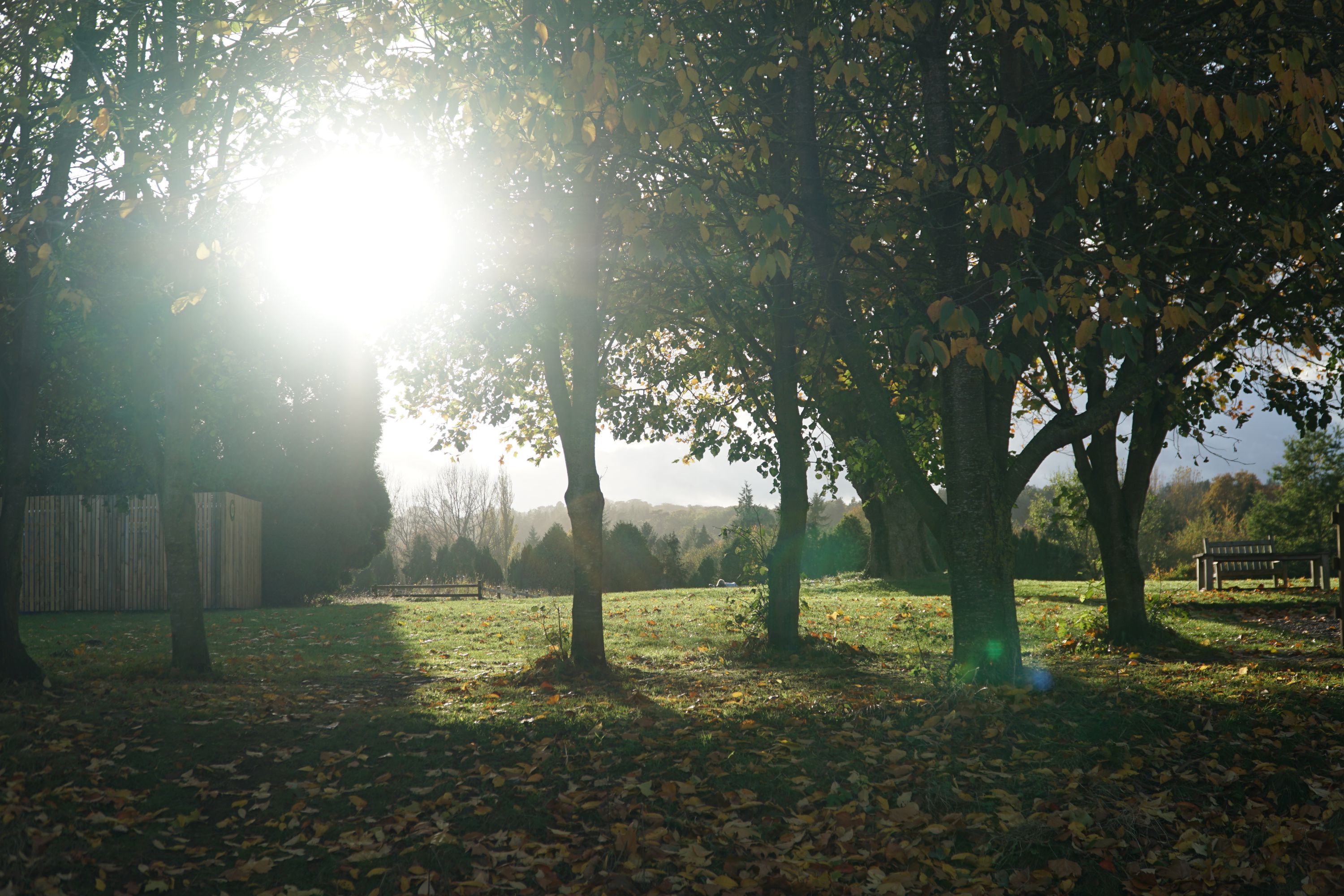 Sunlight through trees at Hawarden