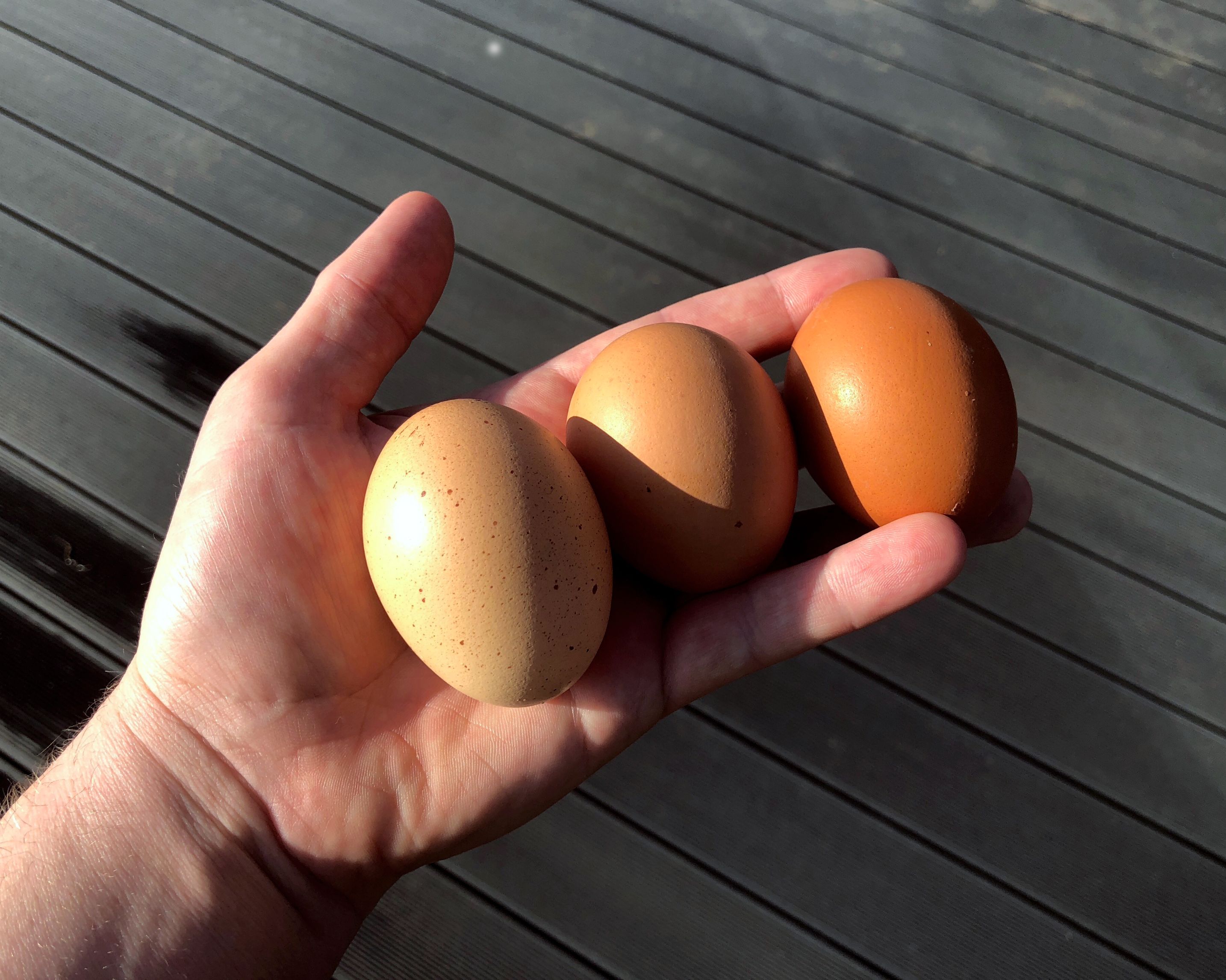 Eggs from the croft at Harlosh